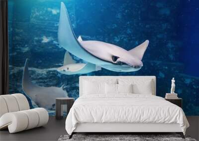 Group of stingrays are swimming on the blue sea near the underwater rocks. Wall mural