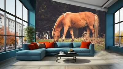 Brown Horse Grazing Wall mural