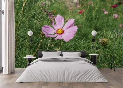 Close up of purple poppy in a field of colorful flowers Wall mural