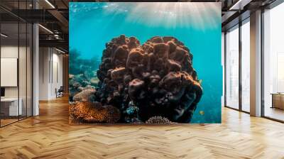 Colorful coral reef in clear blue water Wall mural