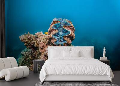 Giant clam perched on top of coral reef in shallow blue water Wall mural