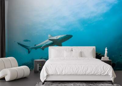 Grey reef sharks swimming over hard coral reef Wall mural