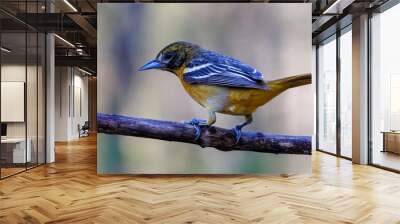 Close up portrait of an adult female Baltimore oriole (Icterus galbula) perched on a tree branch during early spring. Selective focus, background blur and foreground blur.
 Wall mural