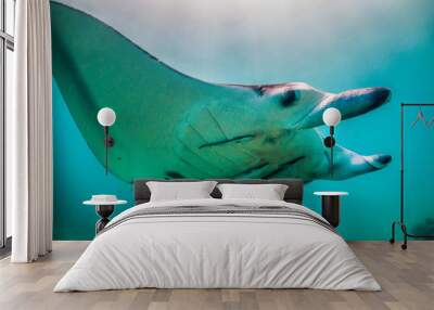 Manta ray swimming in the wild in clear blue water Wall mural