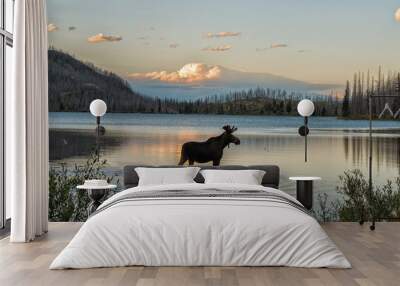 Moose standing in Montana mountain lake at dusk Wall mural