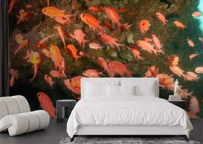 School of red fish swimming in an underwater cave Wall mural