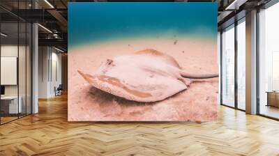 Stingray resting alone on a sandy sea floor Wall mural