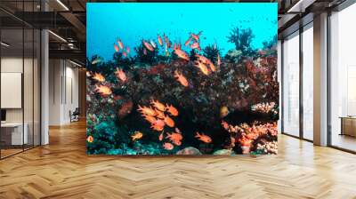 Underwater scene with reef fish surrounding colorful coral reef formations Wall mural