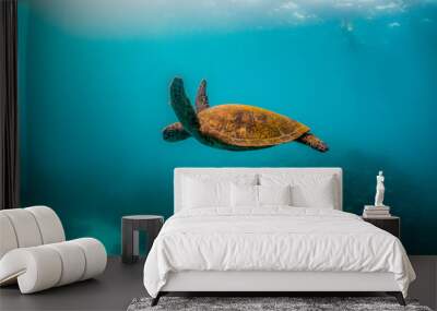 Wild Sea turtle swimming freely in open ocean among colorful coral reef Wall mural