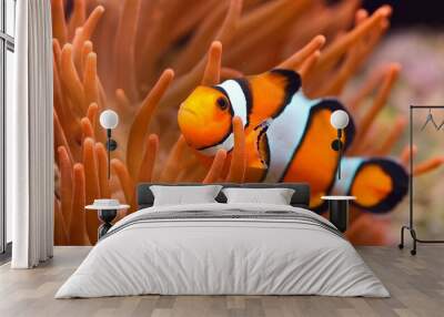 Amphiprion ocellaris clownfish in marine aquarium. Sea anemones and corals in the background. Colorful pattern, texture, panoramic underwater view. Concept art, graphic resources, macro photography Wall mural