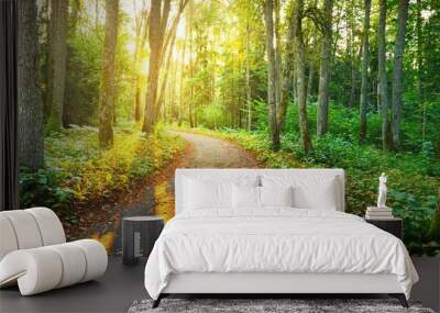 An old road (pathway) through the green forest. Ancient trees, moss and plants close-up. Sunbeams through the tree trunks. Panoramic view. Ecology, eco tourism, environmental conservation, pure nature Wall mural