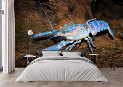 colourful australian blue crayfish - cherax quadricarinatus Wall mural