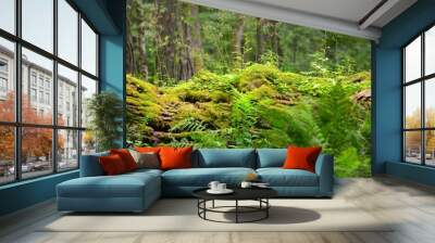 Green forest on a summer day. Mighty pine and deciduous trees, moss, fern, plants. Idyllic landscape. Pure nature, environment, ecology, ecotourism. recreational area, public park. Panoramic view Wall mural