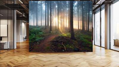 Overgrown path in a dark misty forest with sun rays. Osnabruck, Germany Wall mural