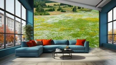 Panoramic aerial view of blooming chamomile field and forest. Summer floral pattern. Setomaa, Estonia. Wildflowers close-up. Environmental conservation, gardening, alternative medicine, ecotourism Wall mural