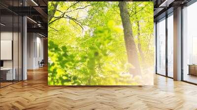 Panoramic view of the green summer beech forest. Sunlight through the mighty trees. Environmental conservation, ecology, pure nature, ecotourism. Idyllic landscape Wall mural