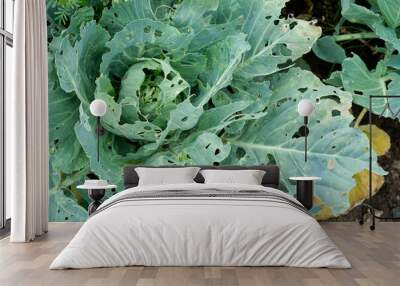 Cabbage leaves with holey. Cabbage leaves eaten by aphids, bugs, caterpillars, snails or other pests Wall mural