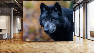 A black wolf in the forest Wall mural