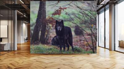 A black wolf in the forest Wall mural