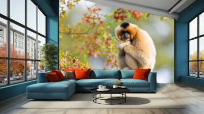 A Gibbon rests in a tree Wall mural