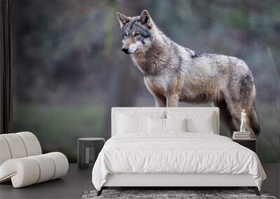 A grey wolf resting in the forest Wall mural