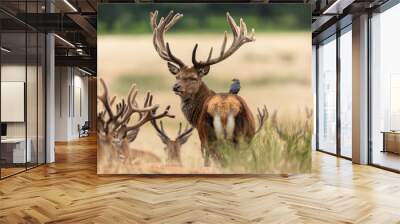 Bird with red deer in richmond park Wall mural