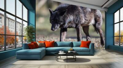 Black Wolf Animal Wall mural