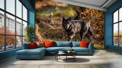 Black Wolf in the forest Wall mural