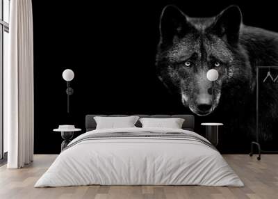 Black wolf with a black background Wall mural