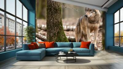 Grey wolf in the forest Wall mural