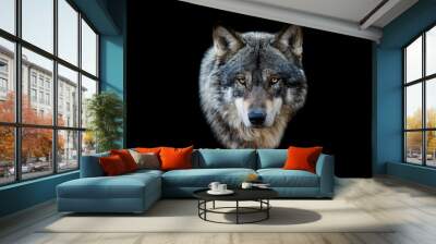 Grey wolf with a black background Wall mural