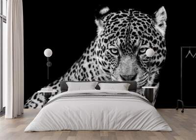 Jaguar with a black Background in B&W Wall mural