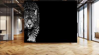 Jaguar with a black background Wall mural