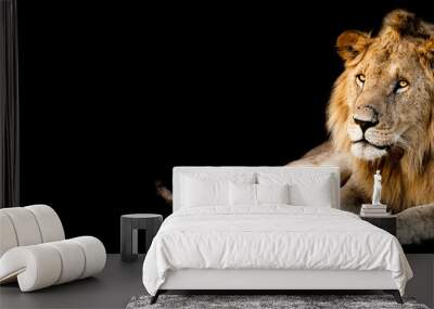 Lion lying with a black background Wall mural