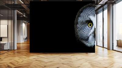 Owl with a black background Wall mural