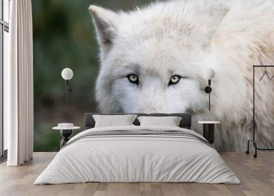 Portrait of white wolf in the forest Wall mural