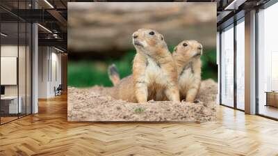 Prairie dog in the meadow Wall mural