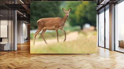 Red deer in richmond park Wall mural