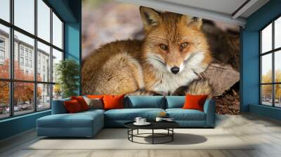 Red fox in the forest Wall mural