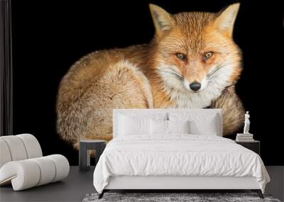 Red fox with a black background Wall mural