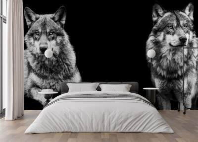 Template of grey wolf in B&W with black background Wall mural