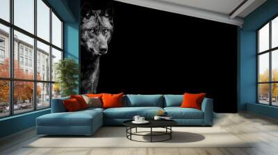 Template of Portrait of black wolf with a black background Wall mural