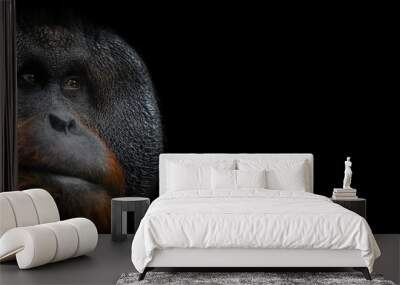 Template of Portrait of Orang utan with a black background Wall mural