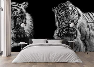 Template of Tiger in B&W with black background Wall mural