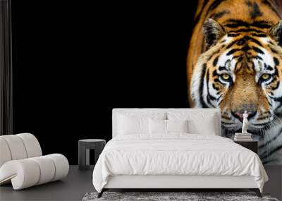 Tiger with a black background Wall mural