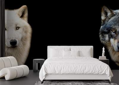 Two wolf with a black background Wall mural