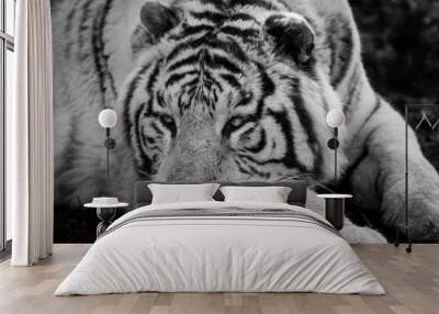 White Tiger - Tigre Blanc Wall mural