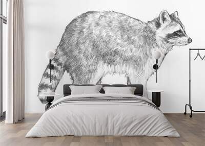 Raccoon sketch. Hand drawn coon illustration in pencil of racoon standing in side view isolated on a white background. Wall mural