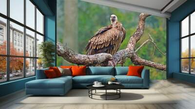 Himalayan griffon vulture, Gyps himalayensis, perched on tree trunk, Kaziranga National Park, Assam, India Wall mural