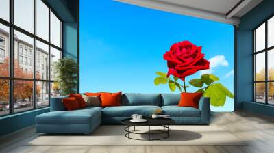 A red rose flower and blue sky background. Wall mural